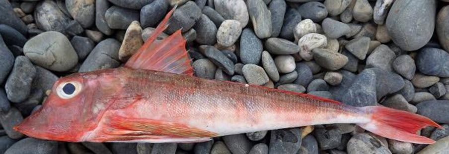 Chelidonichthys cuculus_02.jpg